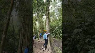 🌳Naranjillo: el &aacute;rbol que conecta con la energ&iacute;a ancestral de los muisca #turismo #cultura #travel