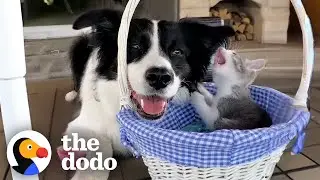 Собака, которая боялась котят, стала самой гордой приемной мамой | The Dodo