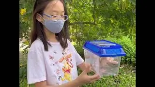 Science with Sophie EP 1 | Citrus Swallowtail Butterfly - Life Cycle