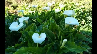 加州一号公路：传说中的大苏尔马蹄莲谷 | Big Sur Calla Lily Valley