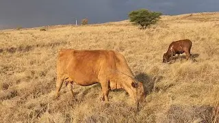 Late afternoon herd check.