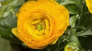 The Yellow Bloom Awakens/CadLma #flowers #yellow  #relaxingvideo #flowerbeauty #yellowflowers