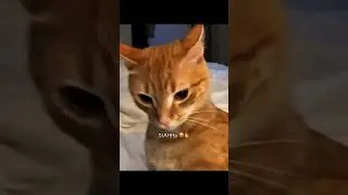 Funny CAT Moments 😂😂 episode 8072 #funnycats #cats #funnyanimals #petsofinstagram