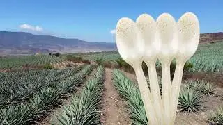 🌿 Agave Care Presents: The Future of Sustainability with Agave Straws 🌿