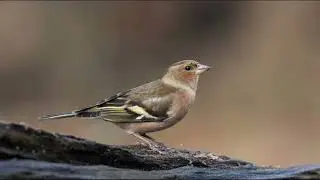 Chaffinch Singing - Sound Effect