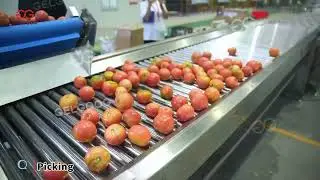 Tomatoes Washing Machine