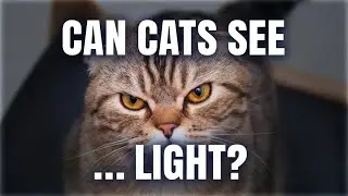 Могут ли кошки видеть ультрафиолетовый свет? 🐱✨