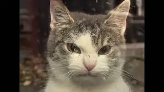 Irritated Cat Meme Template
