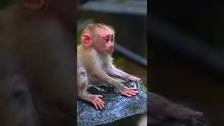 Pity Baby Monkey Leo #monkey #shorts #youtubeshorts | Wild Monkey TV