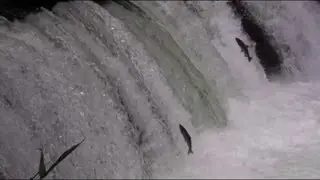 Cherry salmon swimming up Sakura falls／北海道 清里町 さくらの滝 サクラマスジャンプ