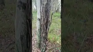 Ringbarked Tree 100 years