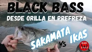 BLACK BASS DESDE ORILLA EN PREFREZA. IKAS Y SAKAMATA