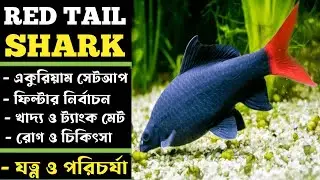 Redtail Shark Care Guide in Bengali || Redtail Shark Tank Mates, Tank Setup etc || Expert Aquarist