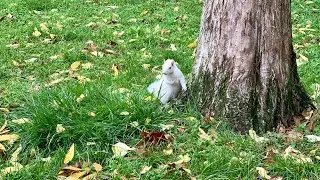 Toronto Tip - Try to Find the White Squirrel at Trinity Bellwoods Park