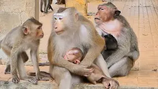 Mother Monkey Mekala wants to play with Little Monkey Mark but Mama Milina rejects her