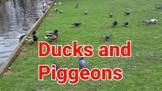 Lovely Ducks and piggeons at the Park   #Londonanimals #Londonpark #spring2023