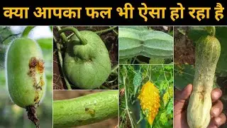 इस काम को करने के बाद एक भी फल ऐसा नहीं होगा 💯  || Fruit fly control
