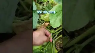 harvesting of Tinda #farming #vegitablegarden #organicagriculture