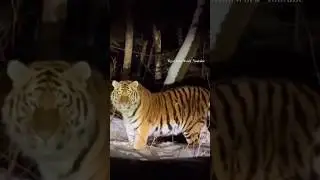 Came across Amur tiger on the street