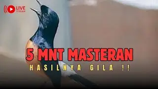  🔴MASTERAN PENGHANCUR MENTAL LAWAN: Untuk Murai yang Mau Jadi Raja