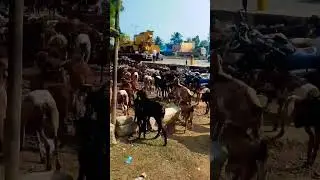 pashupalaan odisha jharkhand