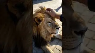 Lion Purring Like a Big House Cat #lion #viralvideo #bigCat #wildlife #nature #animals #cute #love