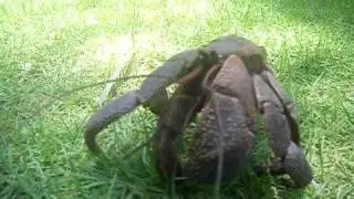 Tatos the Junior terror Crab