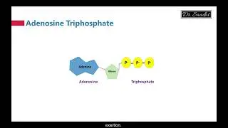 Energy Source for Muscle Contraction