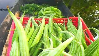 সবজির ভান্ডার বিলে জেগে থাকা ঘের পাড় ।Vegetable Garden.