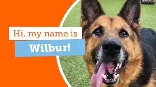 #adoptabledog Wilbur Seeks his Paw-fect Home!