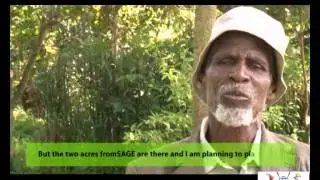Mzee Byaruhanga Kasoro planted two acres of pine trees using Social protection grants