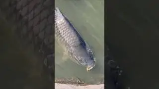 # Fish Opens HUGE Mouth to Eat &ndash; People Can&rsquo;t Stop Feeding! 🐟😲#shortsfeed #fishing #funny
