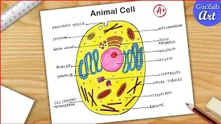 Animal Cell Diagram Drawing CBSE || easy way || labeled Science project - Step by step