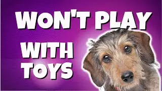 HOW DO I HELP MY DOG TO BE MORE INTERESTED IN TOYS?