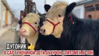Оунчон гуночинои зоти арзон дуногик зой успет кунед 15 января 2026 г.