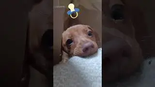 Kawa M&oacute;wi ❤️ odc. 84 Wspaniały łobuz jamnik. pies jamniki, dachshund mini doxie szczeniaczek