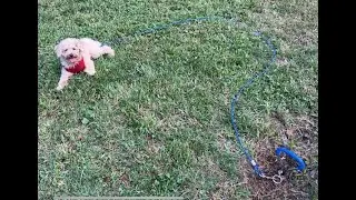 Dog Tie Out Cable and Stake