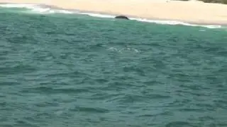 Gray Whale Calf Spyhopping - Dana Wharf Whale Watching - Dana Point, CA