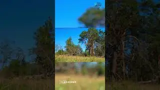 Timelapse. Pines. Spring 2023 #timelapse #pines #shorts