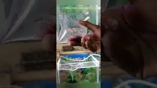 how to clean blood worm 💯👍🤔#bettafish #beautiful #bloodworms #shorts #like #fish #care #female