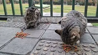 Besties came for food party 😸
