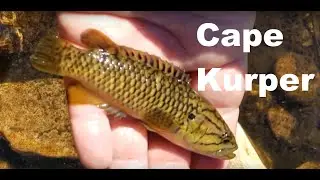 The Cape kurper