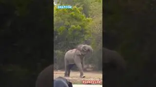 Behavior of wild elephants #loveelephants #elephantworld #elephante #wildlife #elephannature#animals