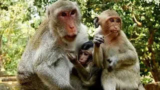 Big monkey Janet unhappy when small Janna need milk, Why Jane still okay milk for Janet...?