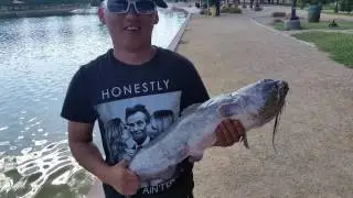 July 6 2016 sunset park catfish released BWKA