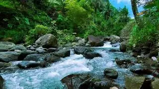 Peaceful Forest Ambience for Deep Relaxation and Sleep