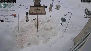 2026-01-13 - Night - Friends of Alta - Alta, UT - Live Stream Bird Feeder Cam