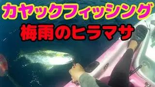 梅雨のヒラマサ⭐️カヤックフィッシング