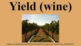 Yield (wine)