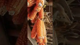 12月14日　寒さって、奪うだけだと思っていませんか？ スマホ動画